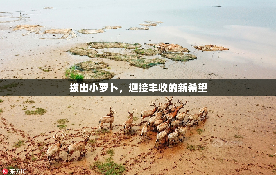 拔出小萝卜，迎接丰收的新希望