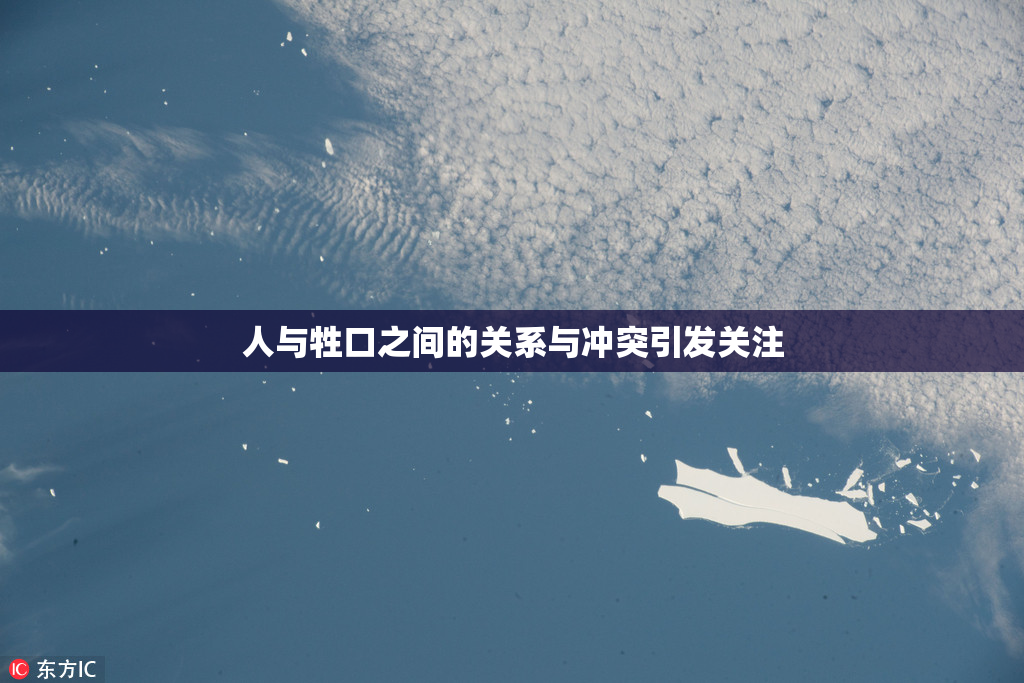 人与牲口之间的关系与冲突引发关注