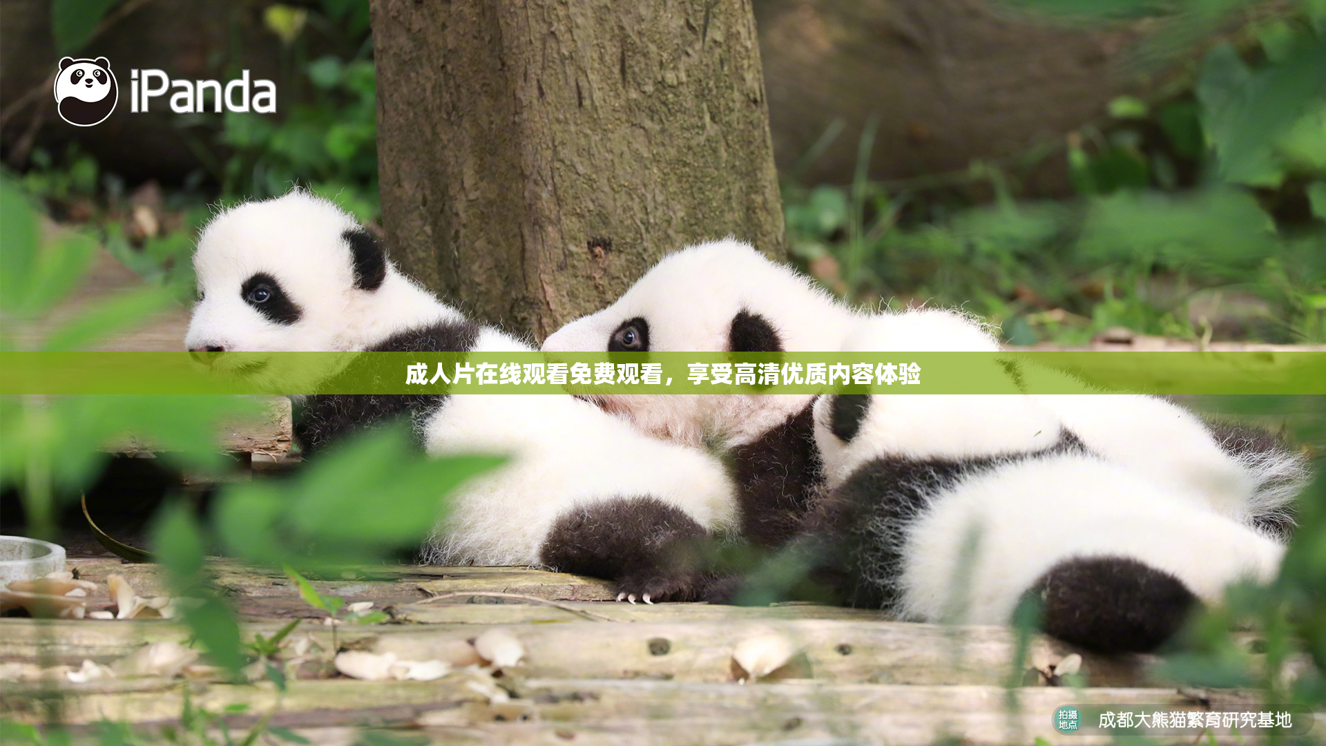 成人片在线观看免费观看，享受高清优质内容体验