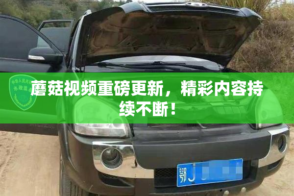 蘑菇视频重磅更新，精彩内容持续不断！