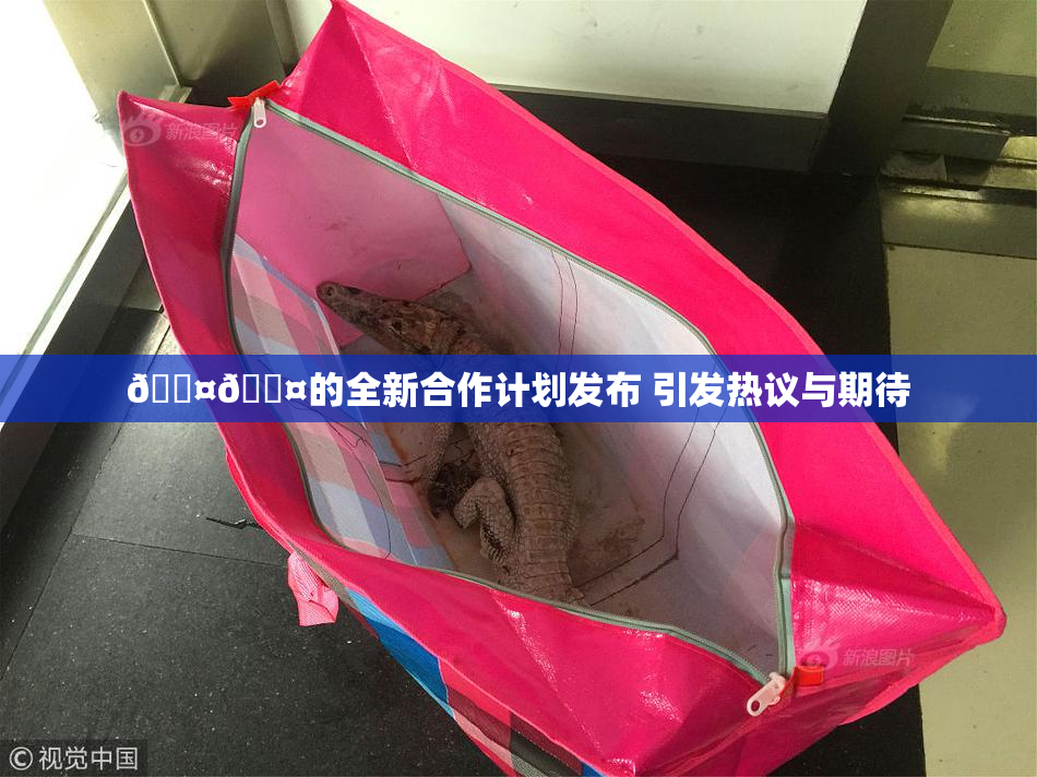 🐤🐤的全新合作计划发布 引发热议与期待