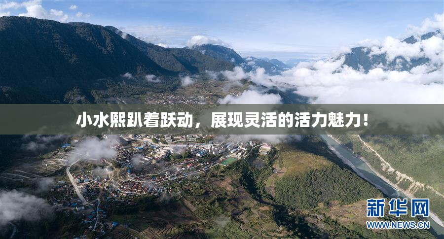小水熙趴着跃动，展现灵活的活力魅力！