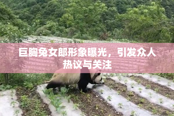 巨胸兔女郎形象曝光，引发众人热议与关注