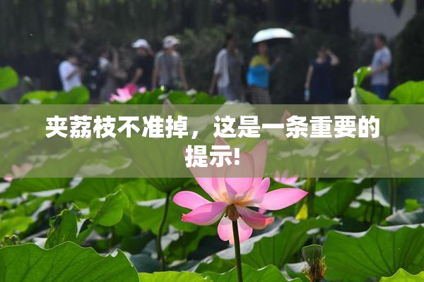 夹荔枝不准掉，这是一条重要的提示!