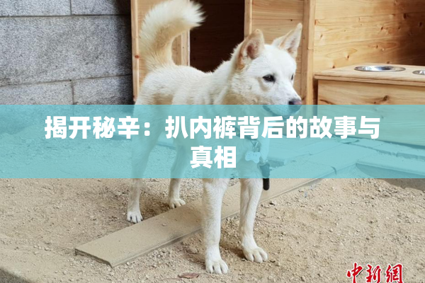 揭开秘辛：扒内裤背后的故事与真相