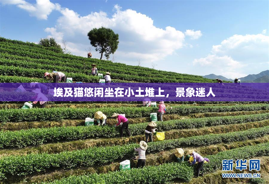 埃及猫悠闲坐在小土堆上，景象迷人