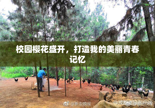 校园樱花盛开，打造我的美丽青春记忆