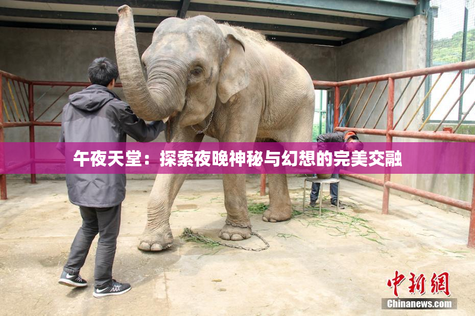 午夜天堂：探索夜晚神秘与幻想的完美交融