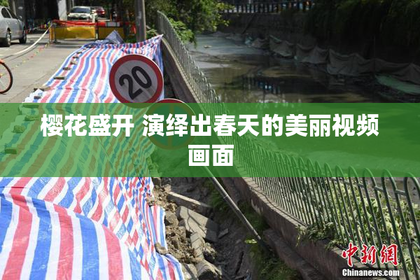 樱花盛开 演绎出春天的美丽视频画面