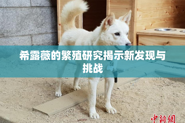 希露薇的繁殖研究揭示新发现与挑战