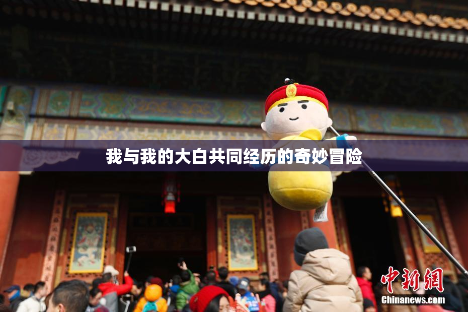 我与我的大白共同经历的奇妙冒险