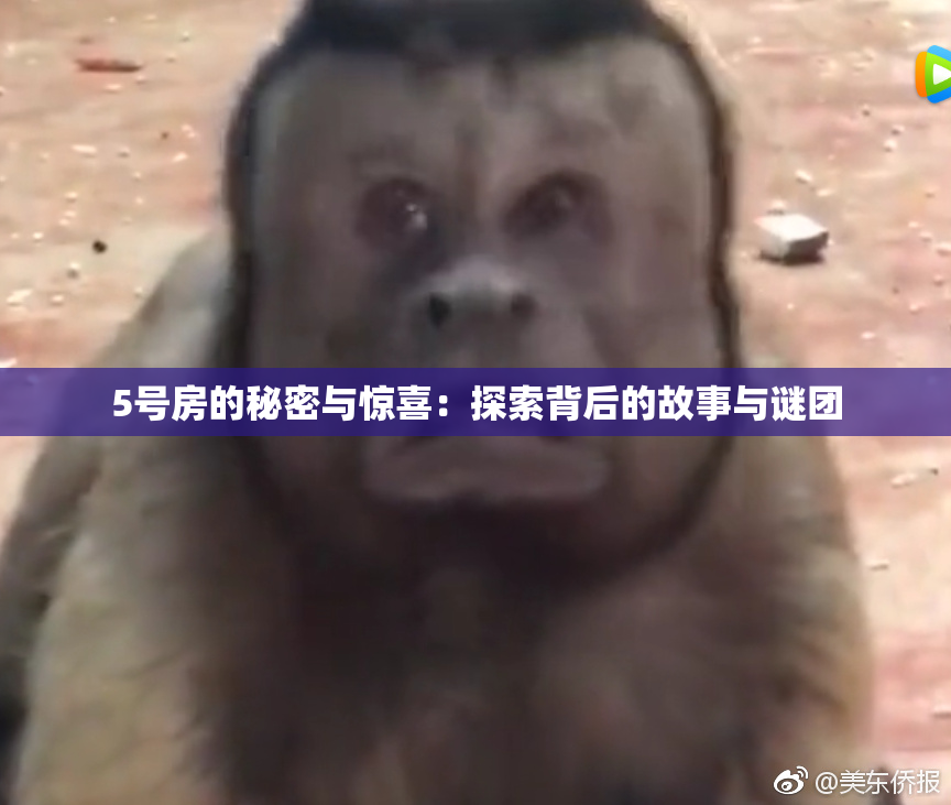 5号房的秘密与惊喜：探索背后的故事与谜团