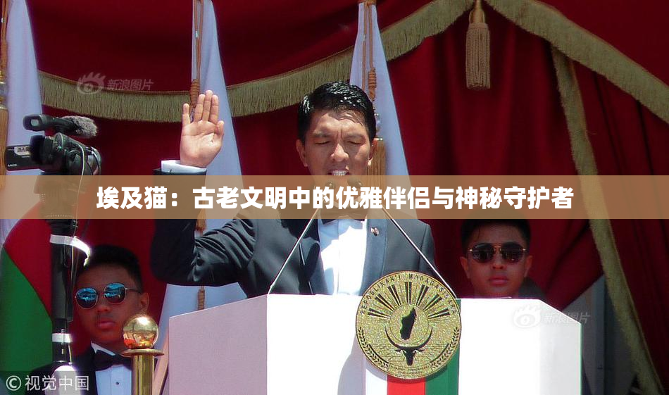 埃及猫：古老文明中的优雅伴侣与神秘守护者