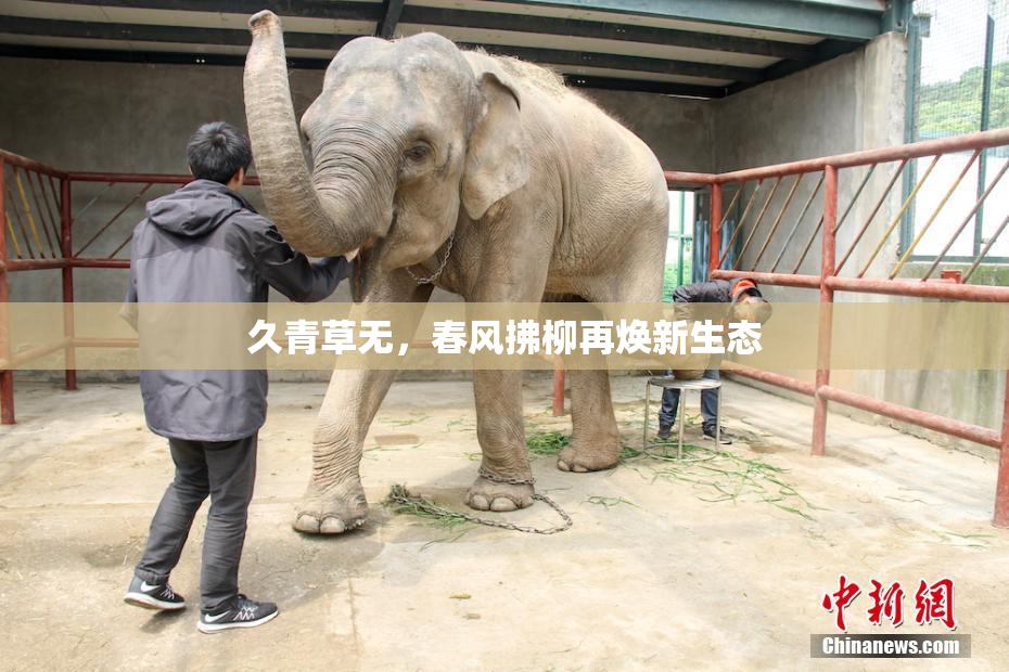 久青草无，春风拂柳再焕新生态