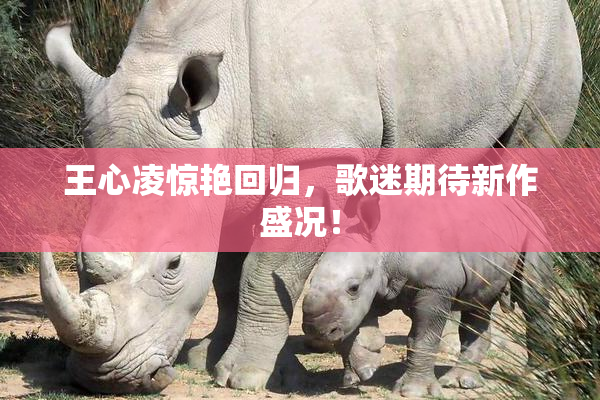 王心凌惊艳回归，歌迷期待新作盛况！