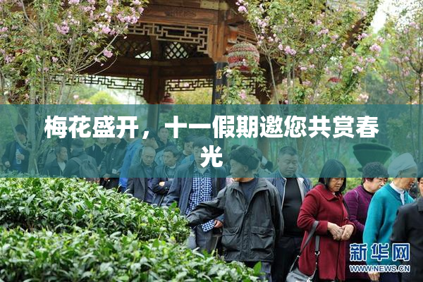 梅花盛开，十一假期邀您共赏春光