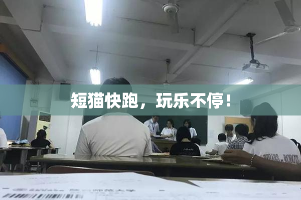 短猫快跑，玩乐不停！