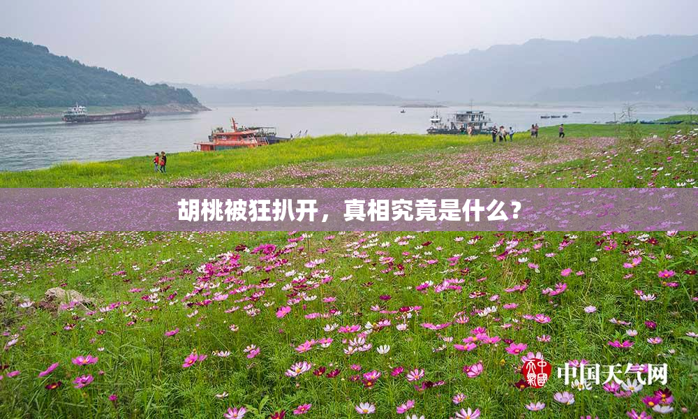 胡桃被狂扒开，真相究竟是什么？