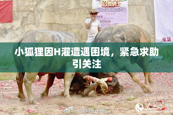 小狐狸因H灌遭遇困境，紧急求助引关注