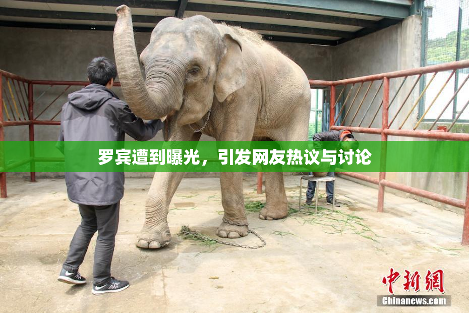 罗宾遭到曝光，引发网友热议与讨论