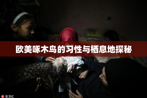 欧美啄木鸟的习性与栖息地探秘