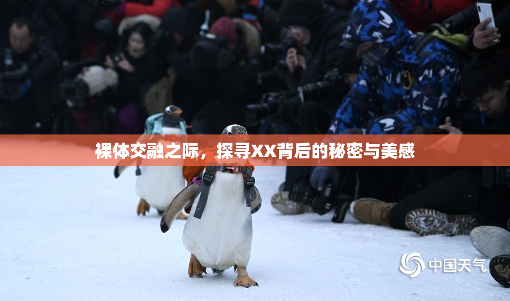 裸体交融之际，探寻XX背后的秘密与美感