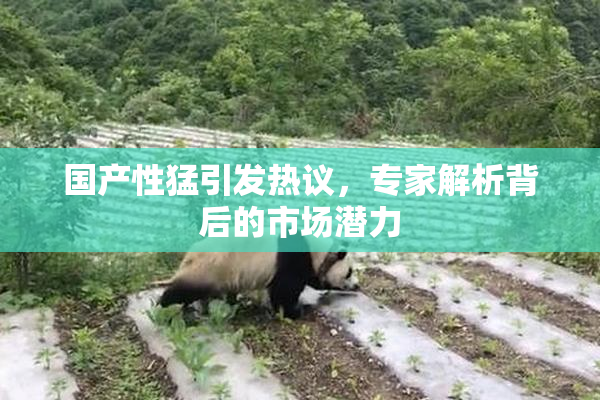 国产性猛引发热议，专家解析背后的市场潜力