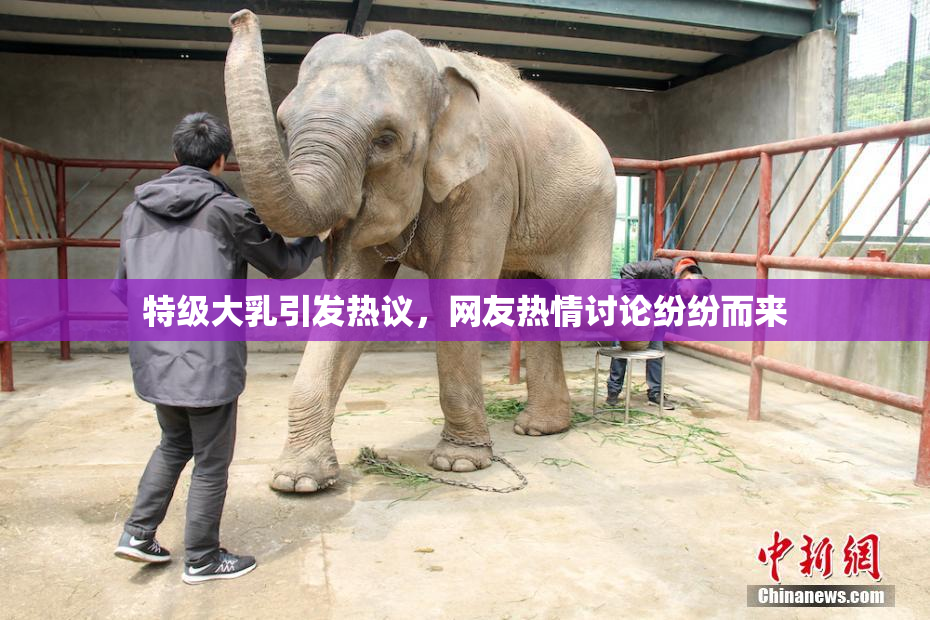 特级大乳引发热议，网友热情讨论纷纷而来