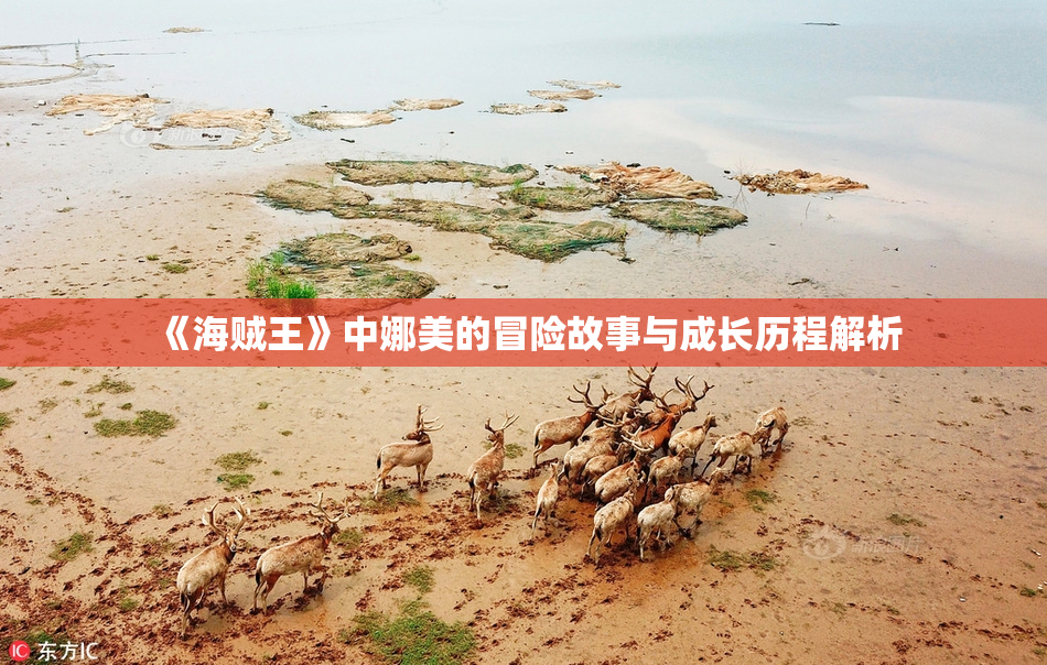 《海贼王》中娜美的冒险故事与成长历程解析