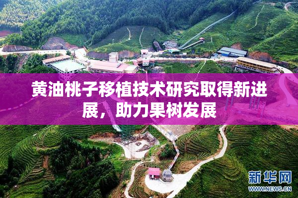 黄油桃子移植技术研究取得新进展，助力果树发展