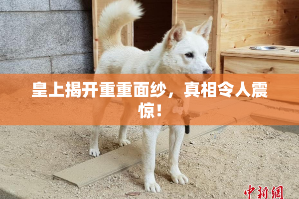 皇上揭开重重面纱，真相令人震惊！