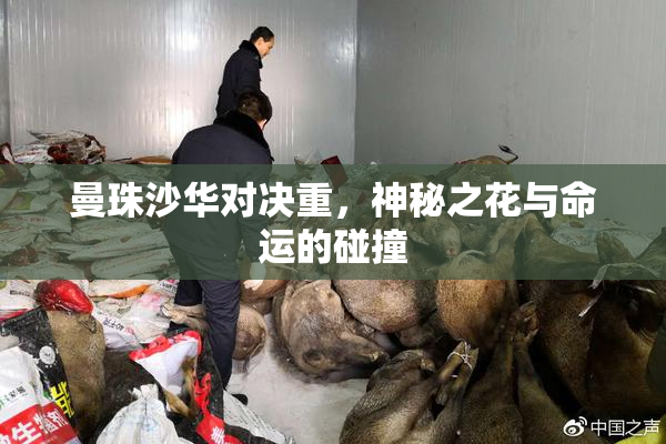 曼珠沙华对决重，神秘之花与命运的碰撞