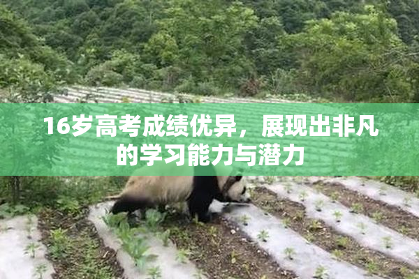 16岁高考成绩优异，展现出非凡的学习能力与潜力