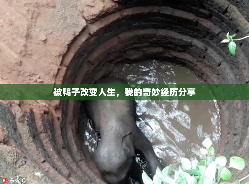 被鸭子改变人生，我的奇妙经历分享