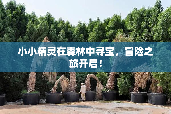 小小精灵在森林中寻宝，冒险之旅开启！
