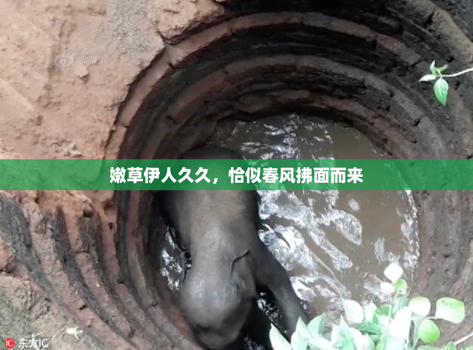 嫩草伊人久久，恰似春风拂面而来