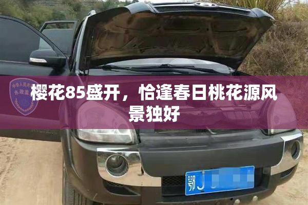 樱花85盛开，恰逢春日桃花源风景独好