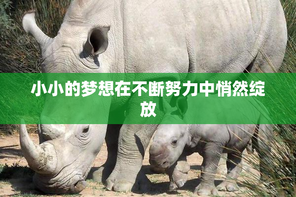 小小的梦想在不断努力中悄然绽放