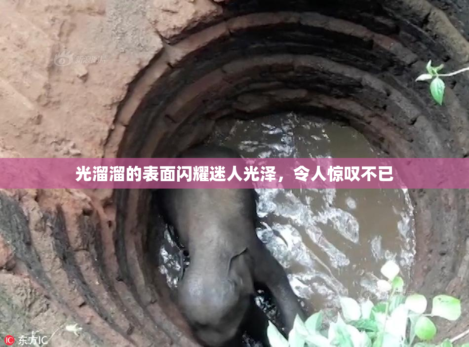 光溜溜的表面闪耀迷人光泽，令人惊叹不已