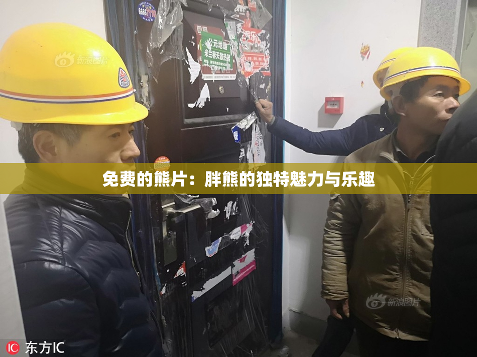 免费的熊片：胖熊的独特魅力与乐趣
