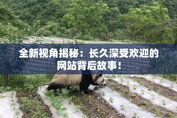 全新视角揭秘：长久深受欢迎的网站背后故事！