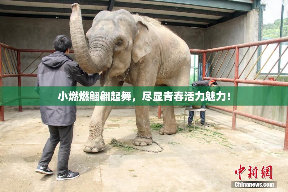 小燃燃翩翩起舞，尽显青春活力魅力！
