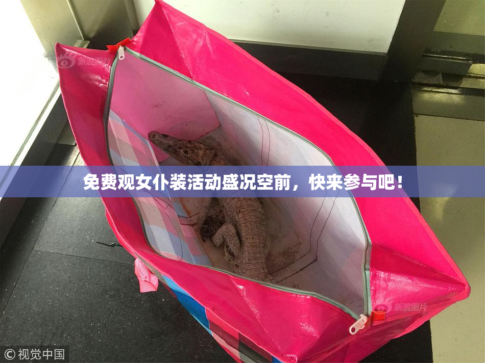 免费观女仆装活动盛况空前，快来参与吧！
