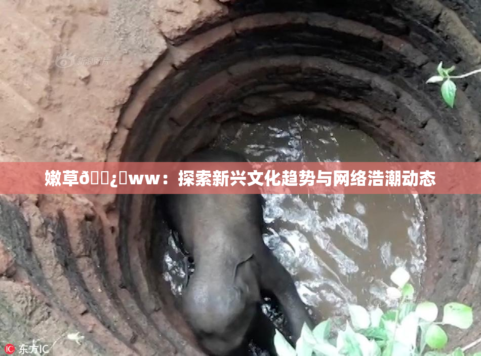 嫩草🌿‌ww：探索新兴文化趋势与网络浩潮动态
