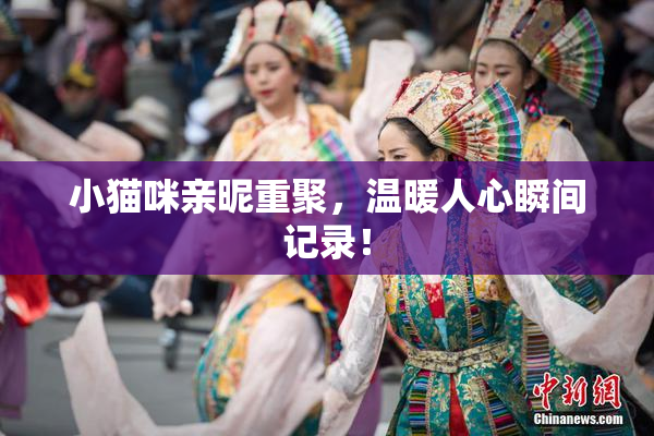 小猫咪亲昵重聚，温暖人心瞬间记录！