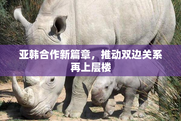 亚韩合作新篇章，推动双边关系再上层楼