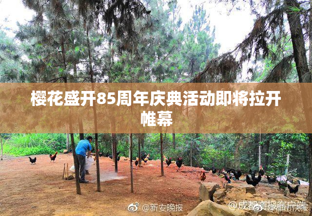樱花盛开85周年庆典活动即将拉开帷幕