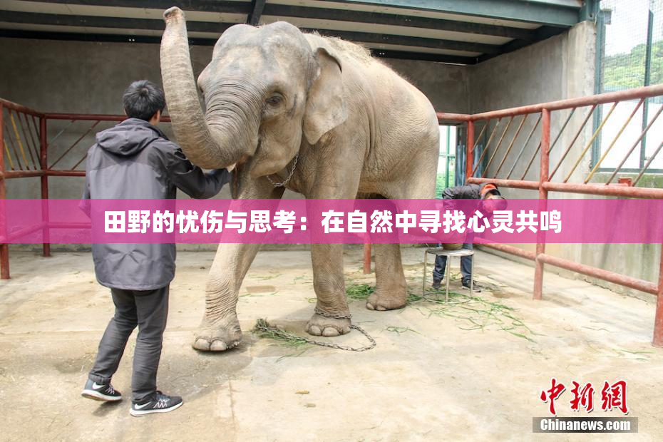 田野的忧伤与思考：在自然中寻找心灵共鸣