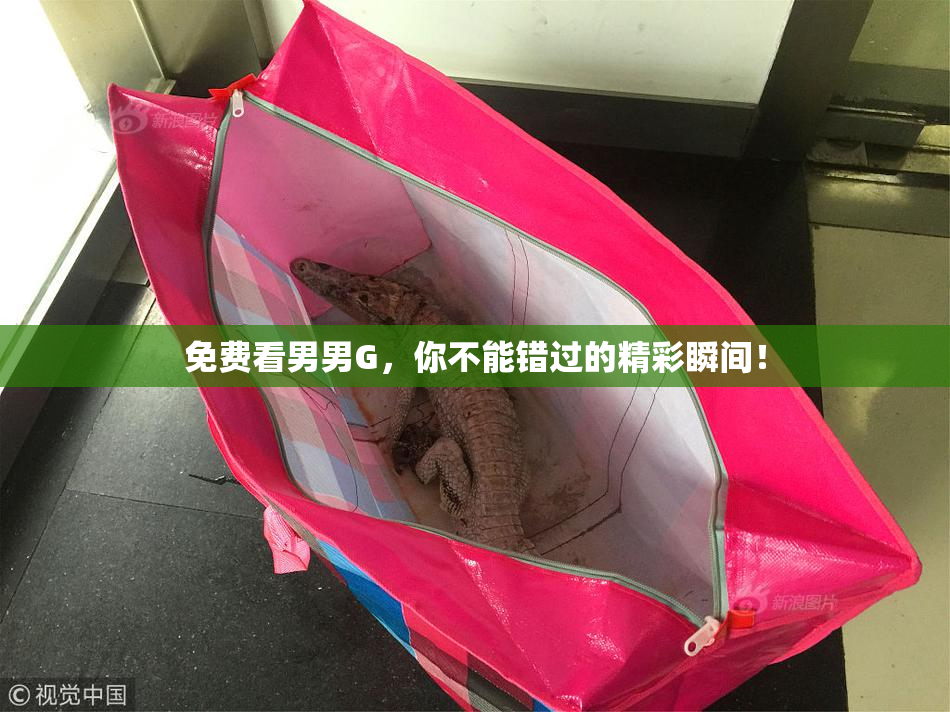 免费看男男G，你不能错过的精彩瞬间！