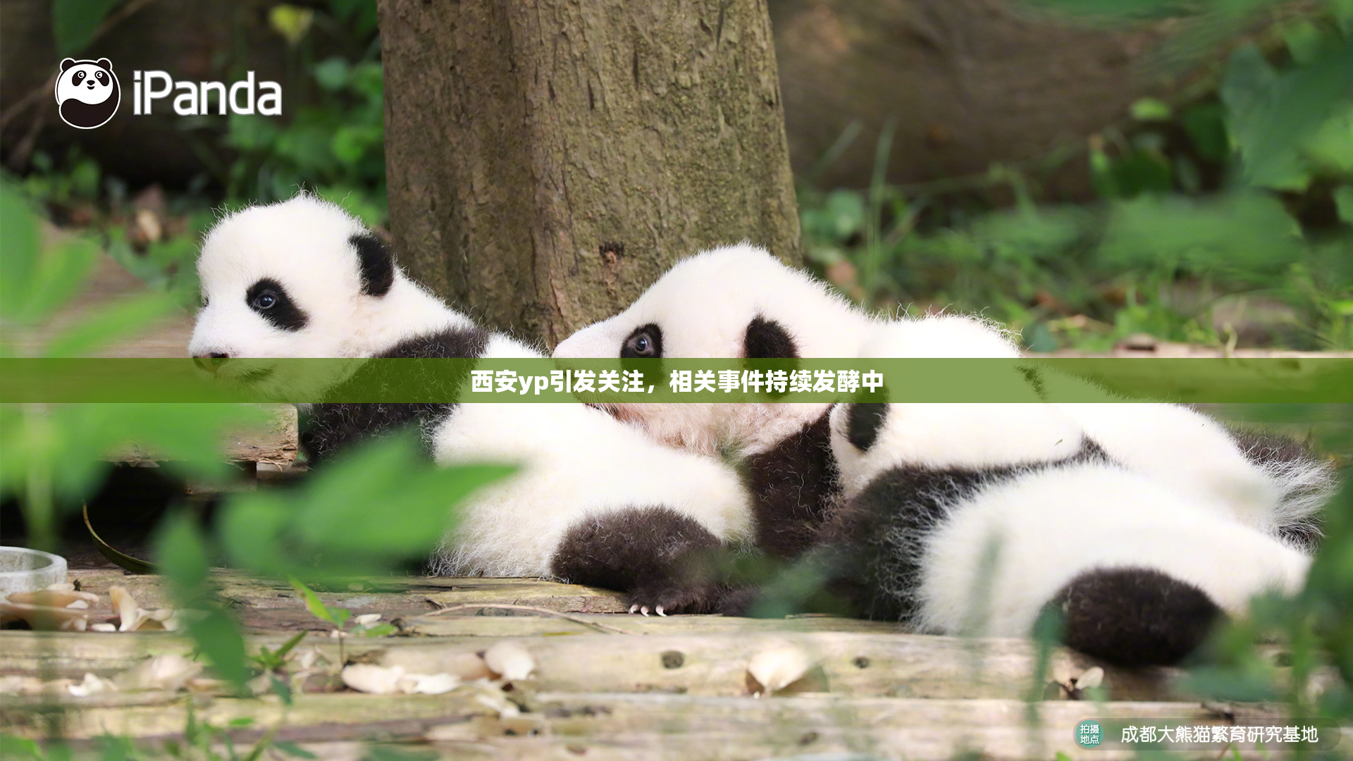 西安yp引发关注，相关事件持续发酵中